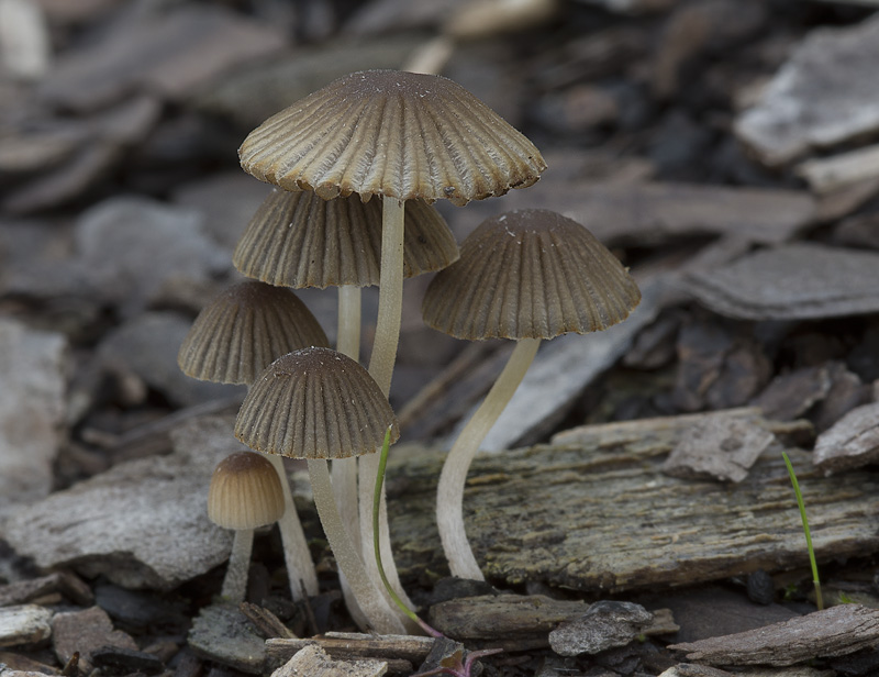 Coprinellus heterothrix